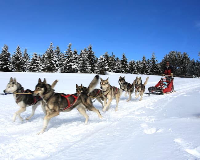 Par beau temps, une famille serrée dans un traineau, derrière une dizaine de chiens courant sur un champ de neige